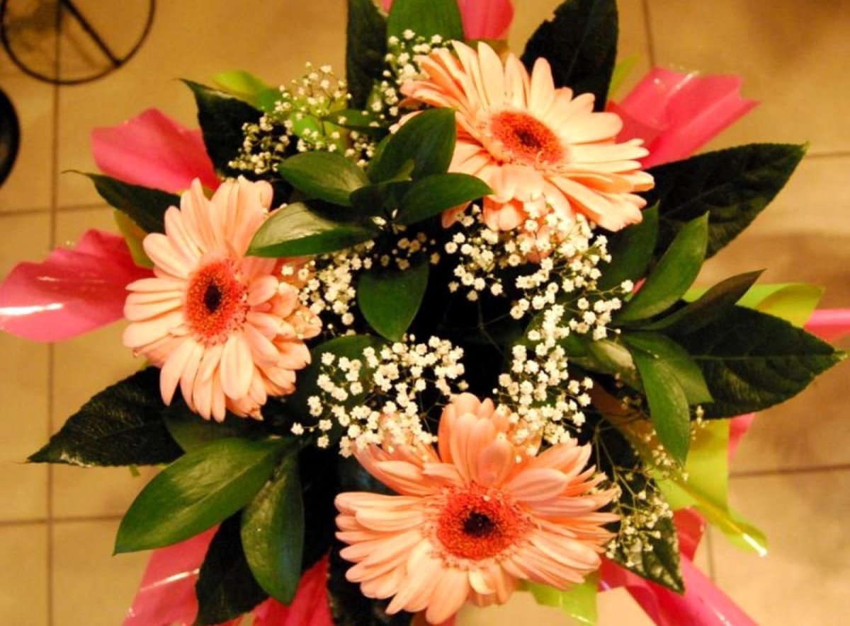 Хризантема Гербера