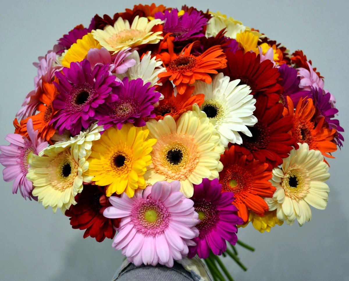 Букет из хризантем и гербер на день рождения