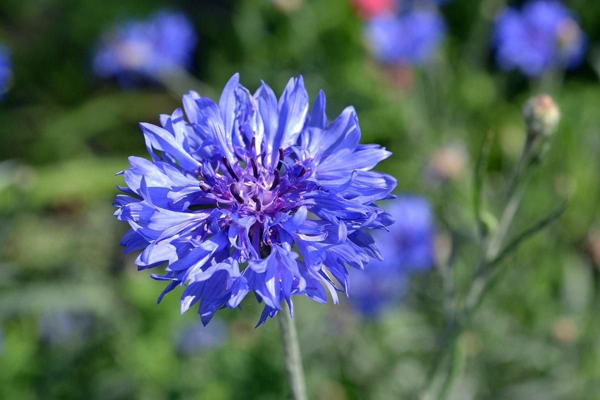 С днем рождения