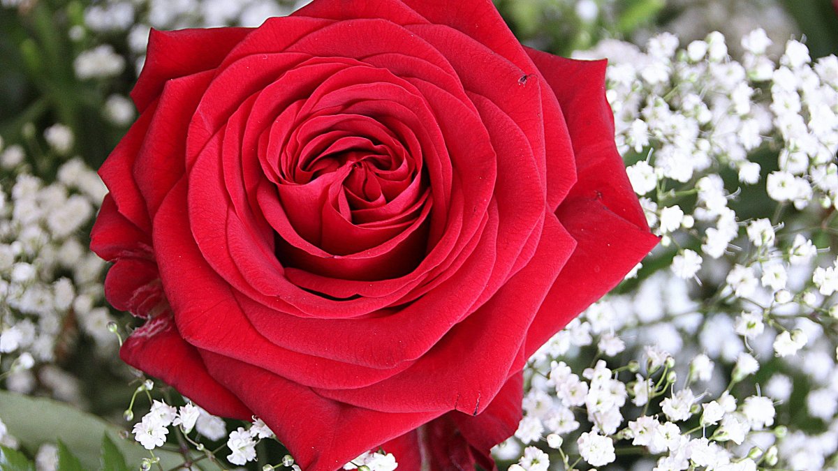 Цветок Садбарг