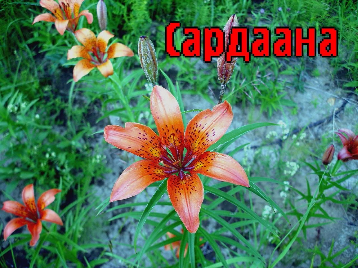 Сардаана кунунэн