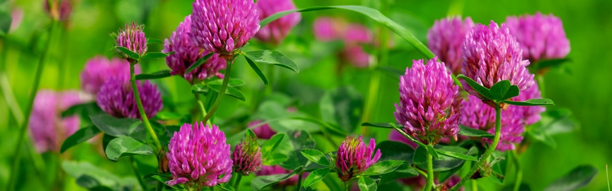 Элита Клевер