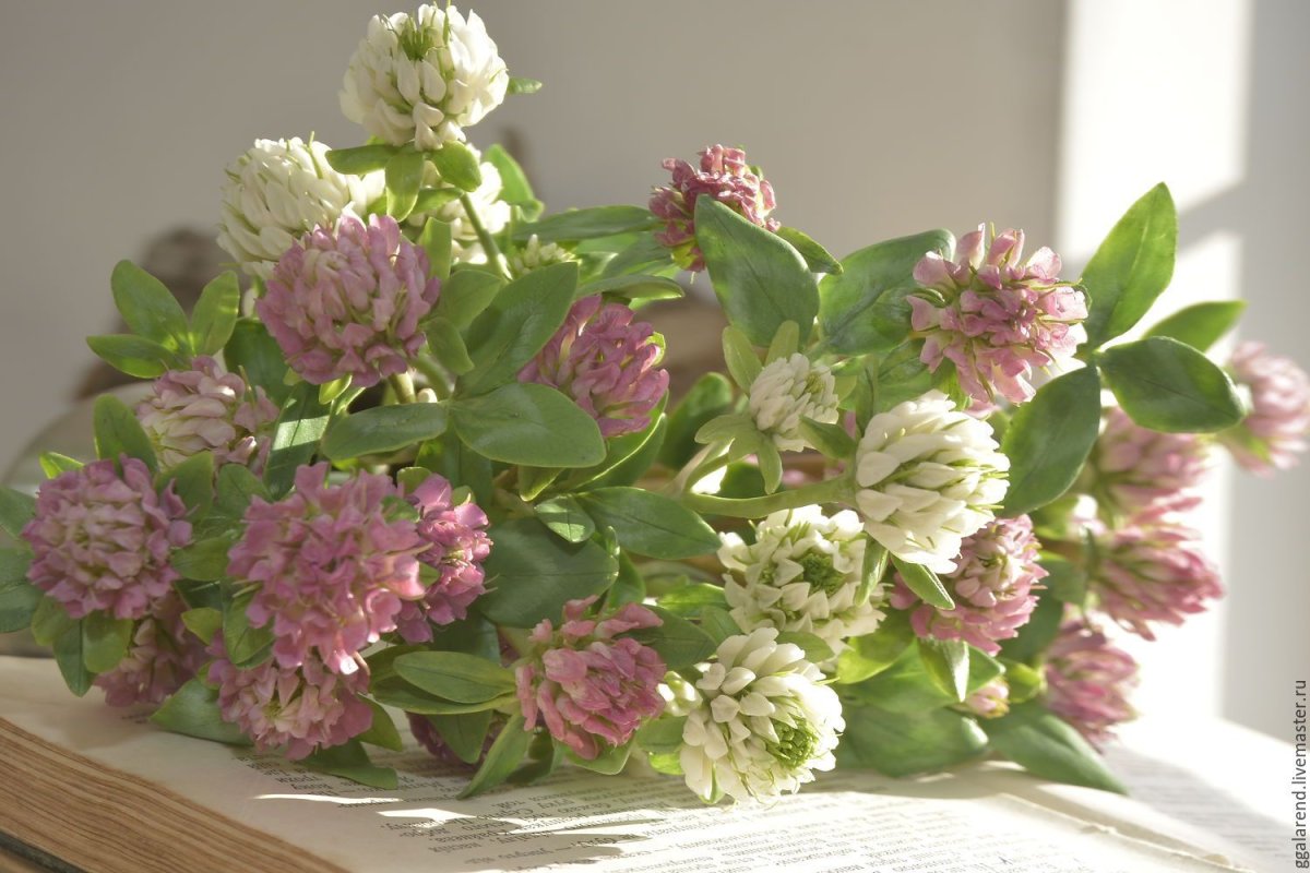 Оливе букет Клевер