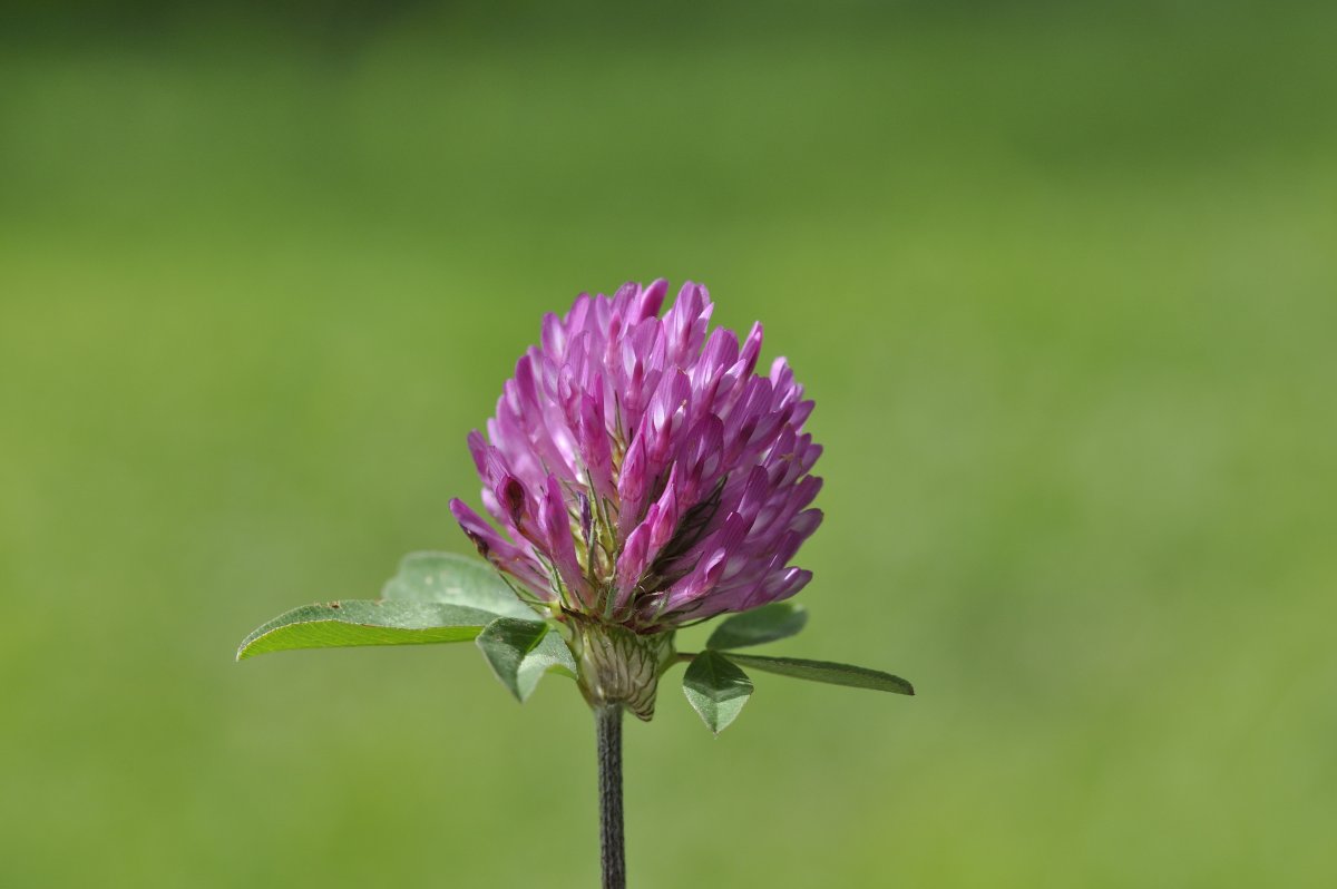 Полевые цветы Клевер Луговой