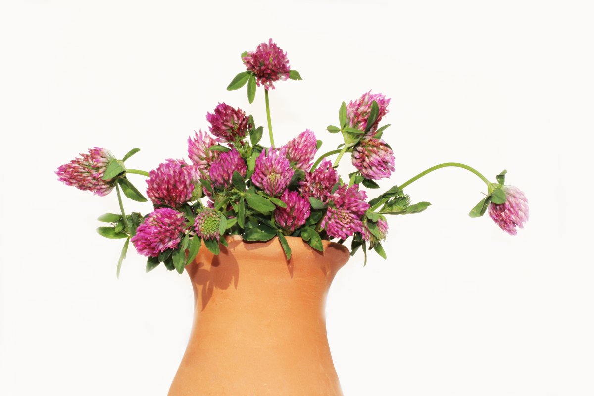 Букетик из клевера