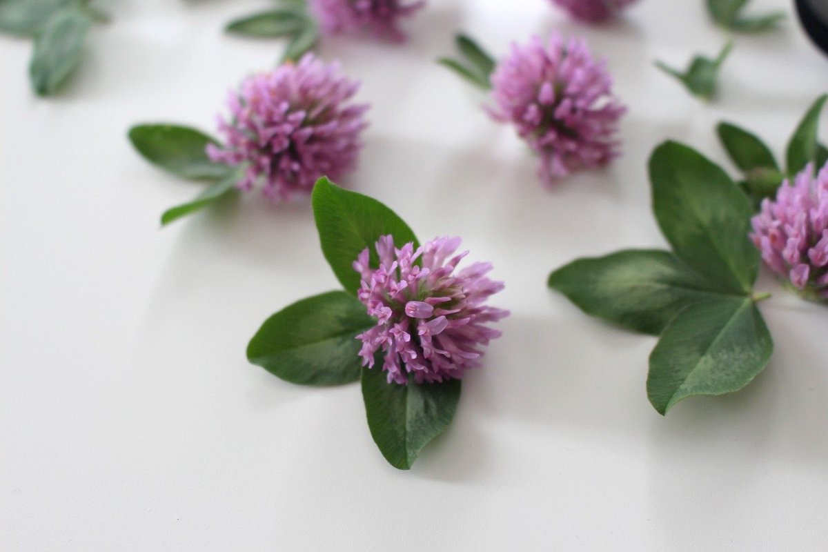 Луговой Клевер четырехлистный Клевер