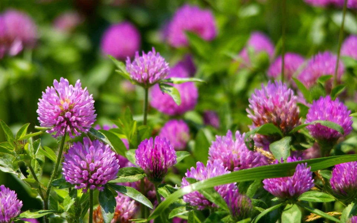 Клевер полевой