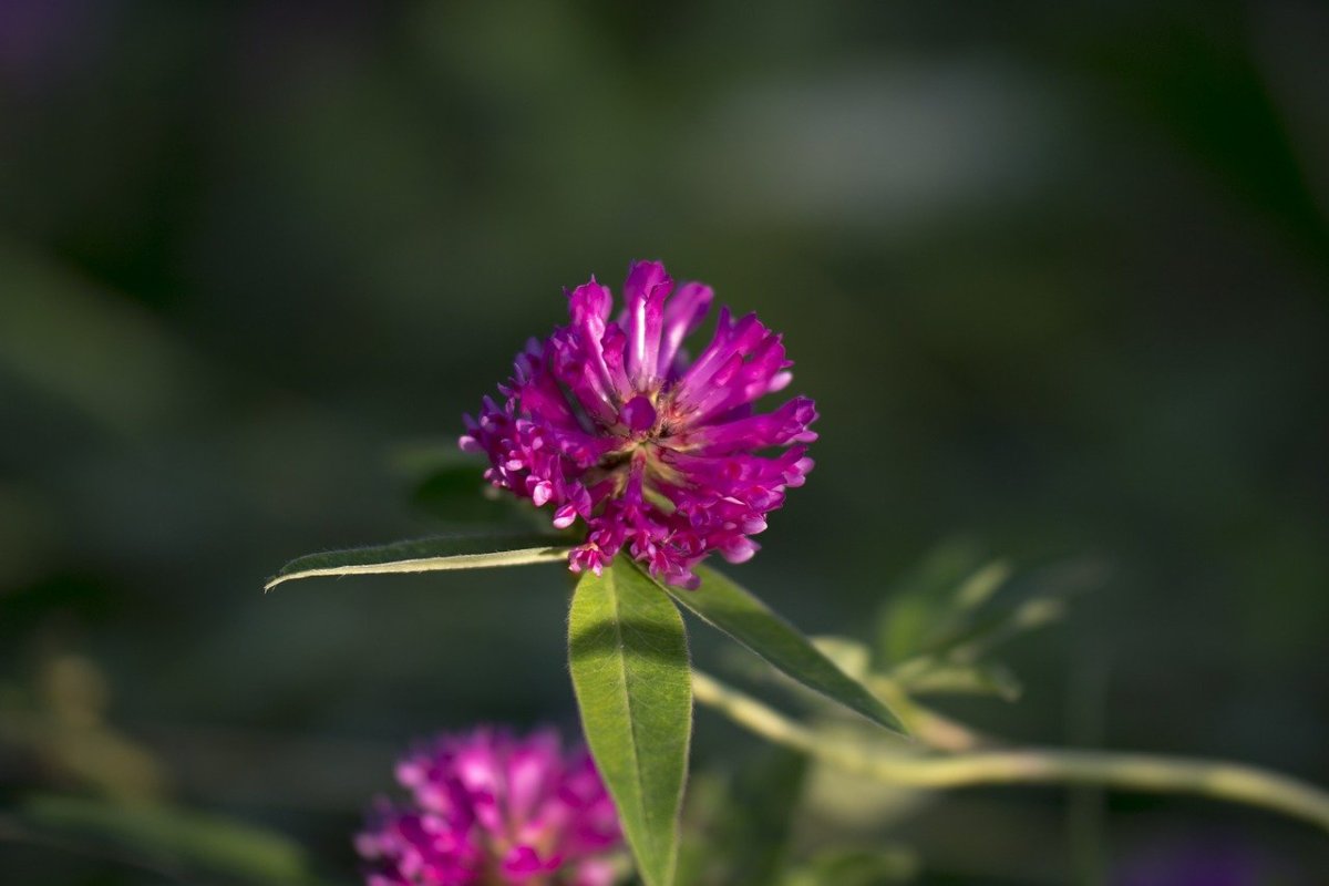 Цветки красного клевера