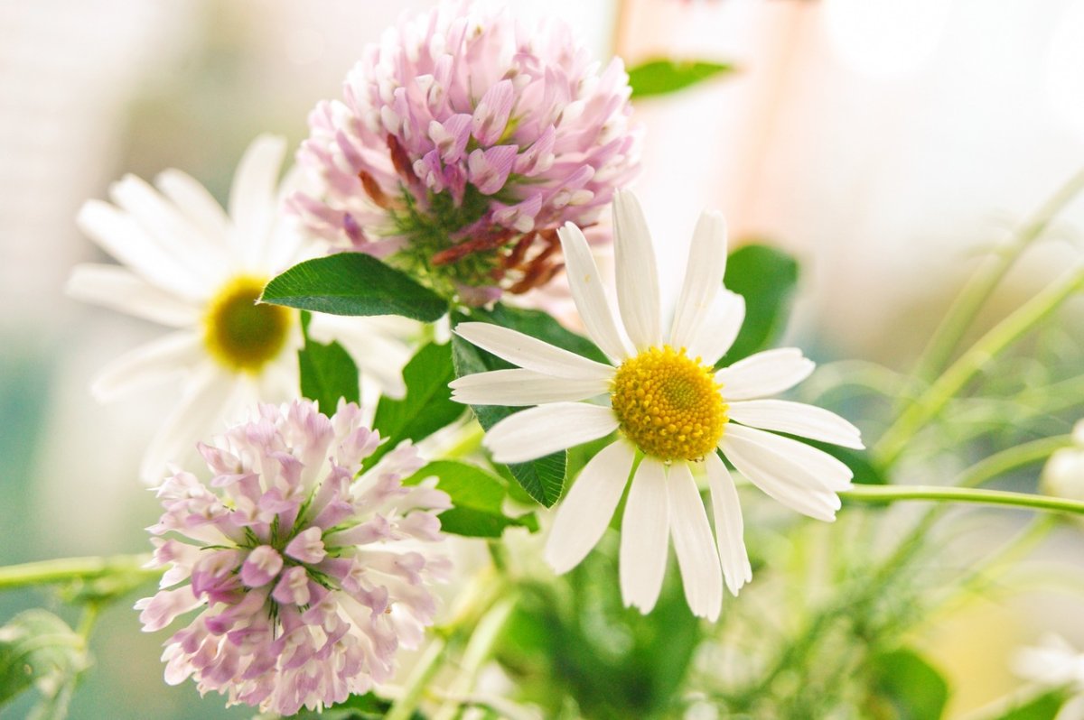 Четырёхлистный Клевер символ удачи