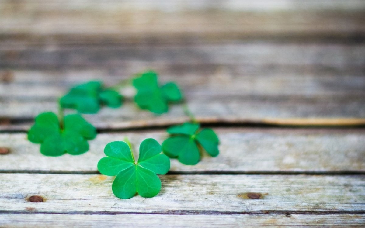 Луговые цветы Клевер одуванчик