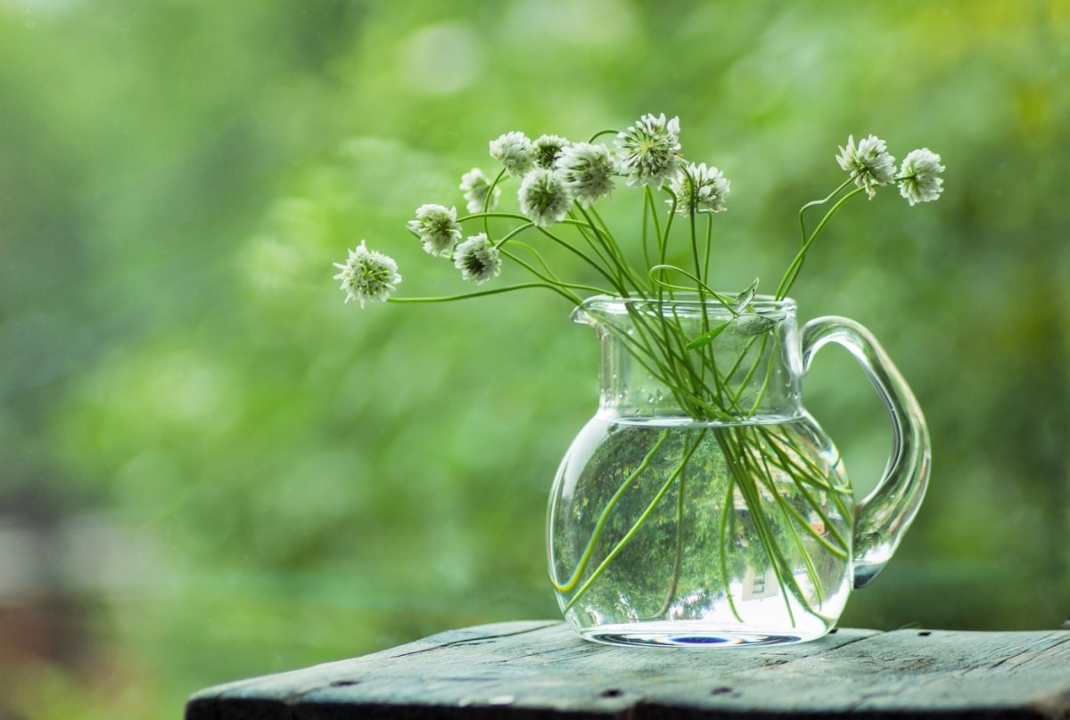 Клевер натюрморт