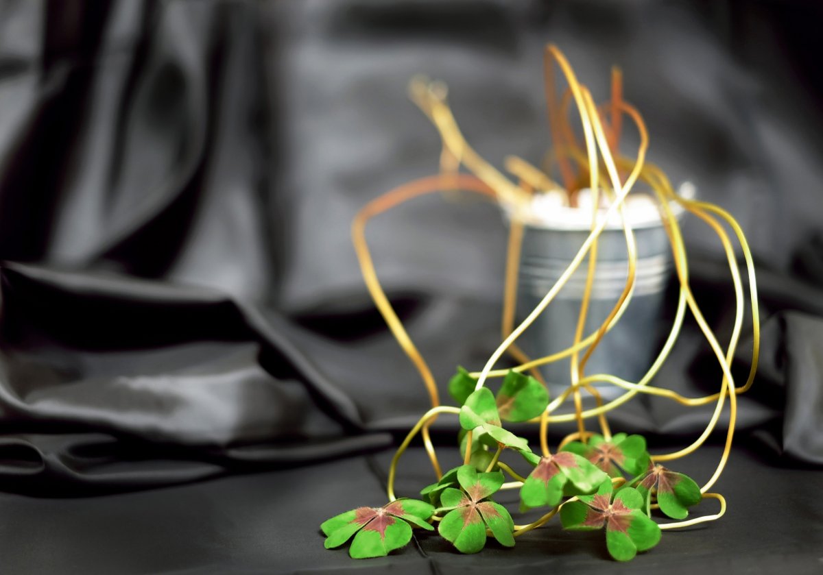 Икебана с клевером