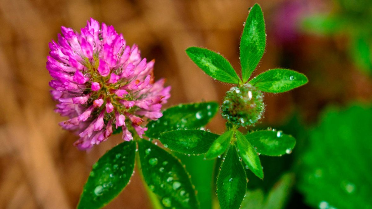 Букетик из клевера