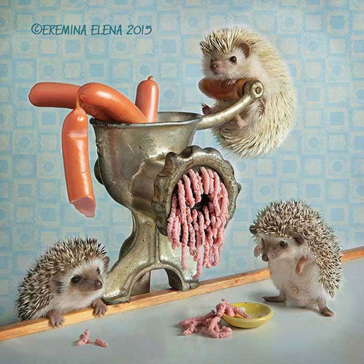 Ежики пенни Блэк