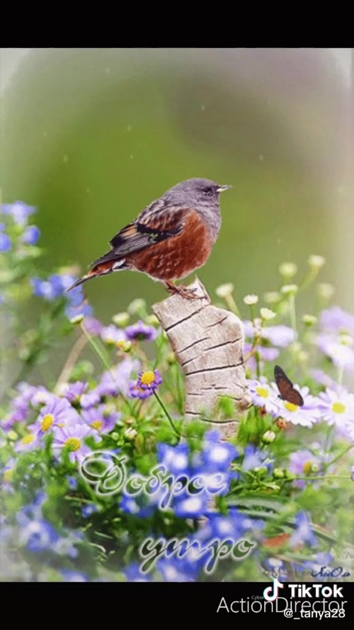 Доброе утро с птичками