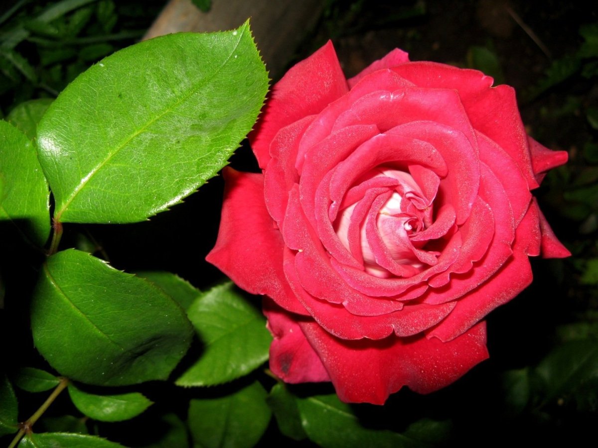 С днём рождения Мария