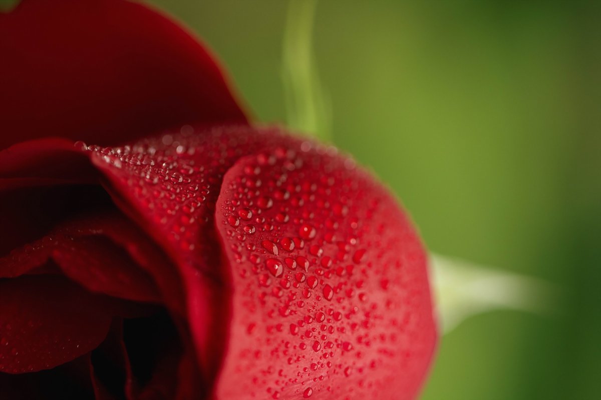 Доброе утро Леночка