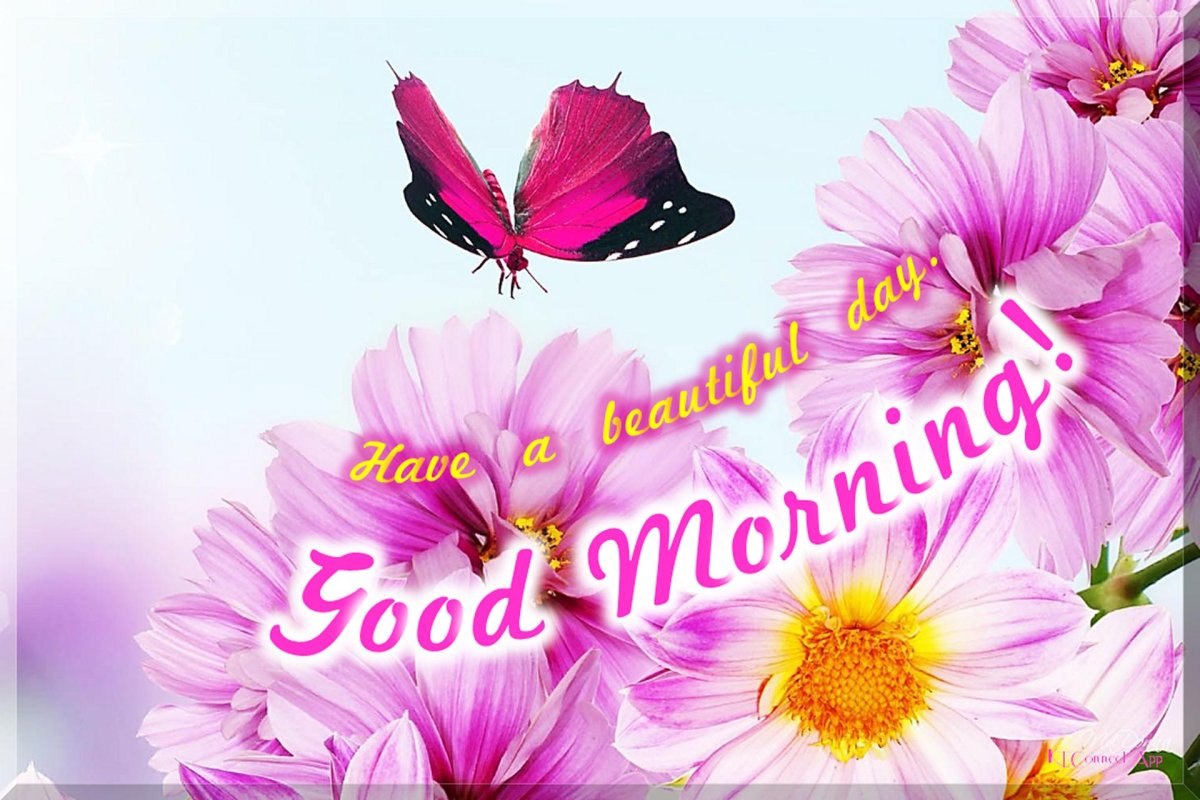 Цветы с добрым утром девушке красивые