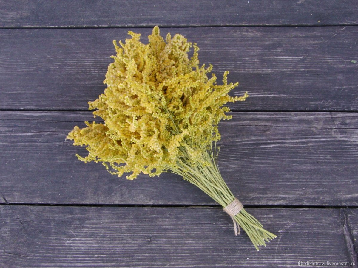 Хризантема одноголовая микс