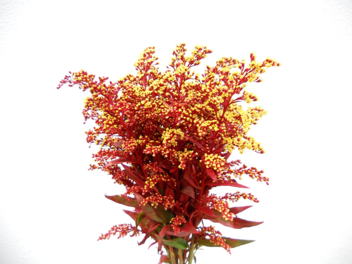 Салон цветов Пальма Белгород