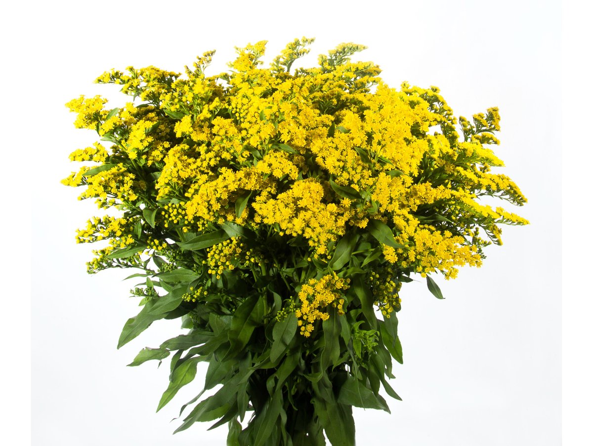 Солидаго в букете невесты