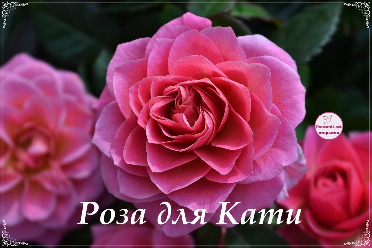 Цветы для Катюши