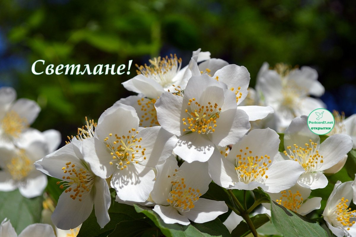 Цветы Светлане красивые