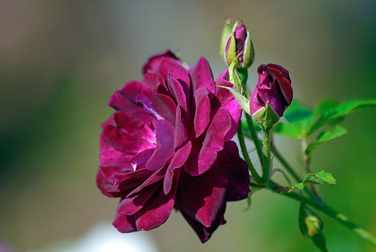 Пожелание благословения на день