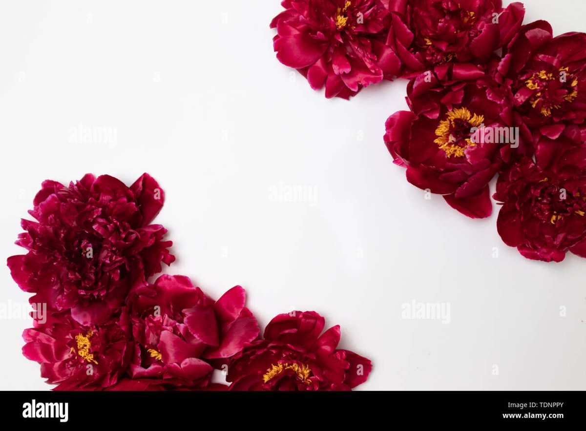 Бордовые пионы на прозрачном фоне