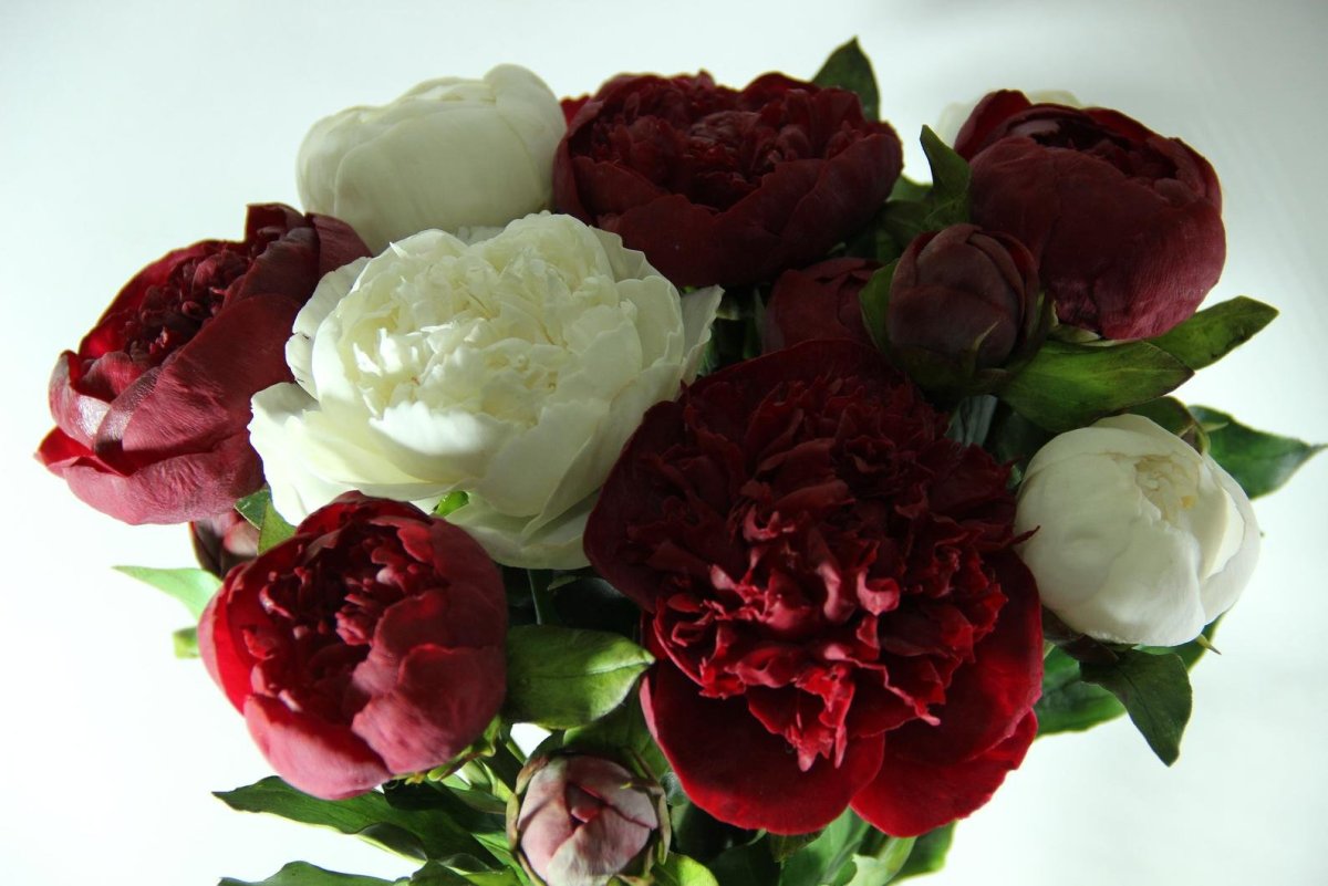 Бордовые цветы для пригласительных