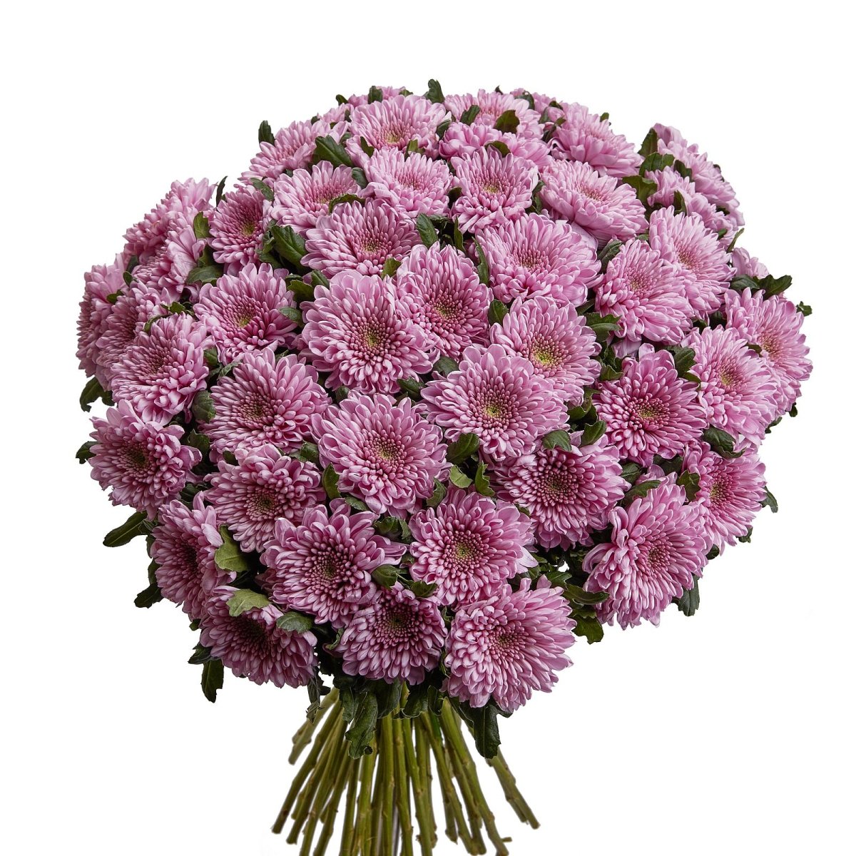 Хризантема селебрейт