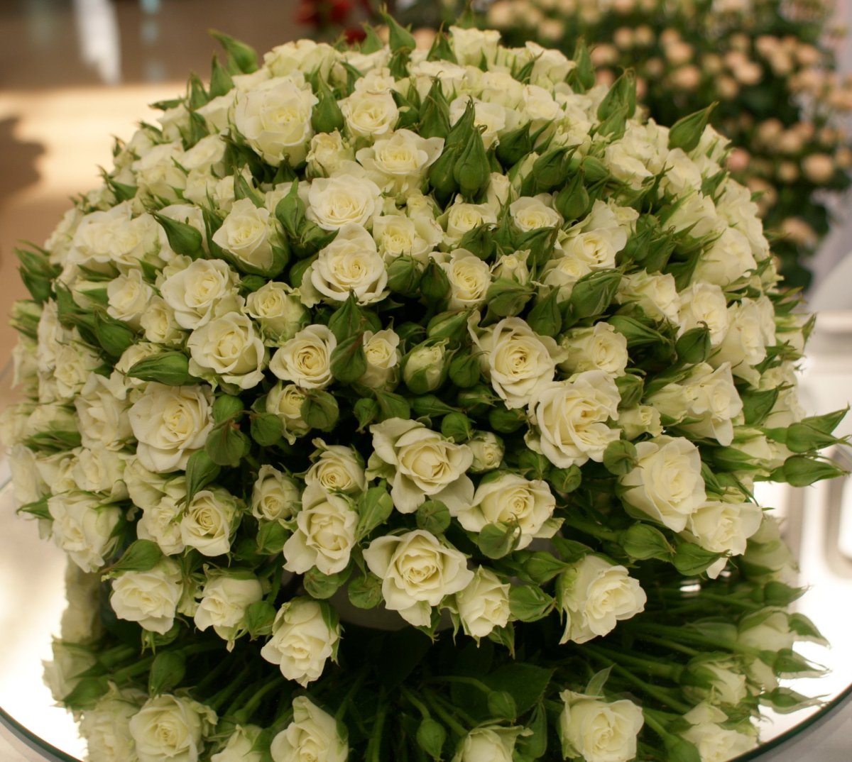 Роза кустовая Вайт леди