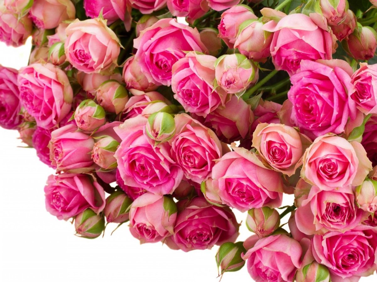 Роза кустовая Тесса