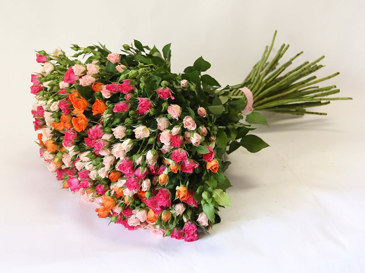 Роза кустовая микс