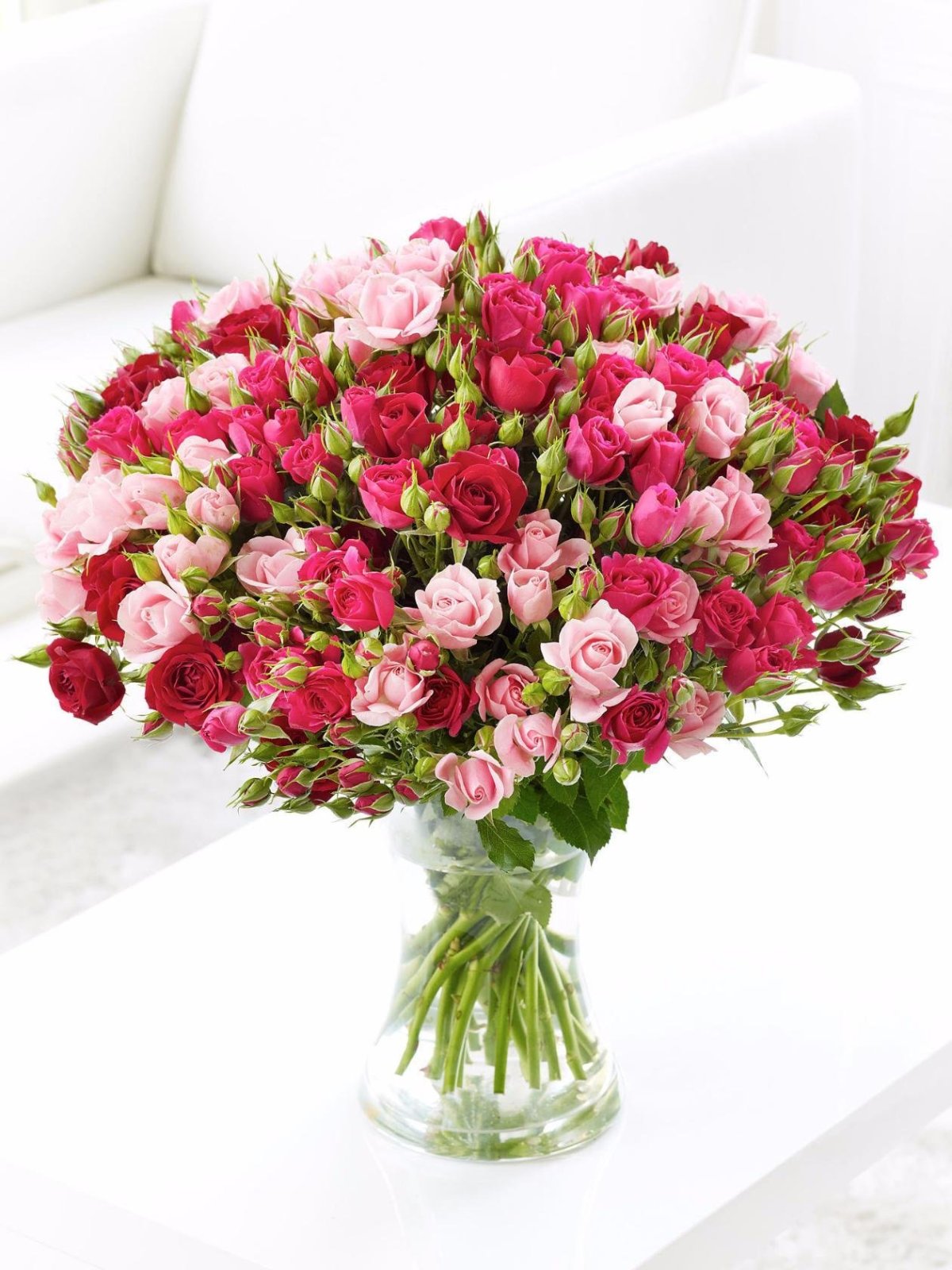 Кустовая роза Ариони