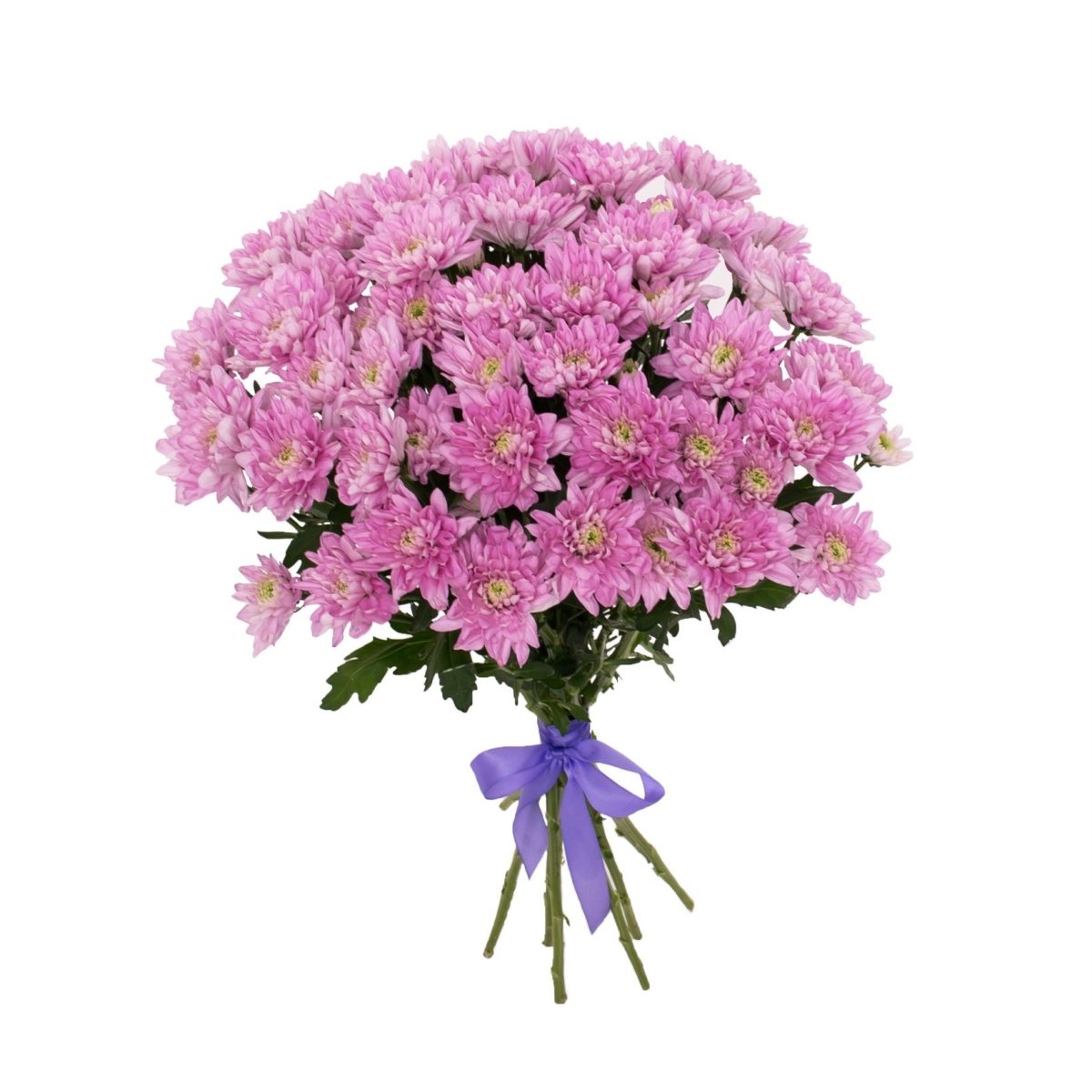 Хризантема кустовая (9шт)