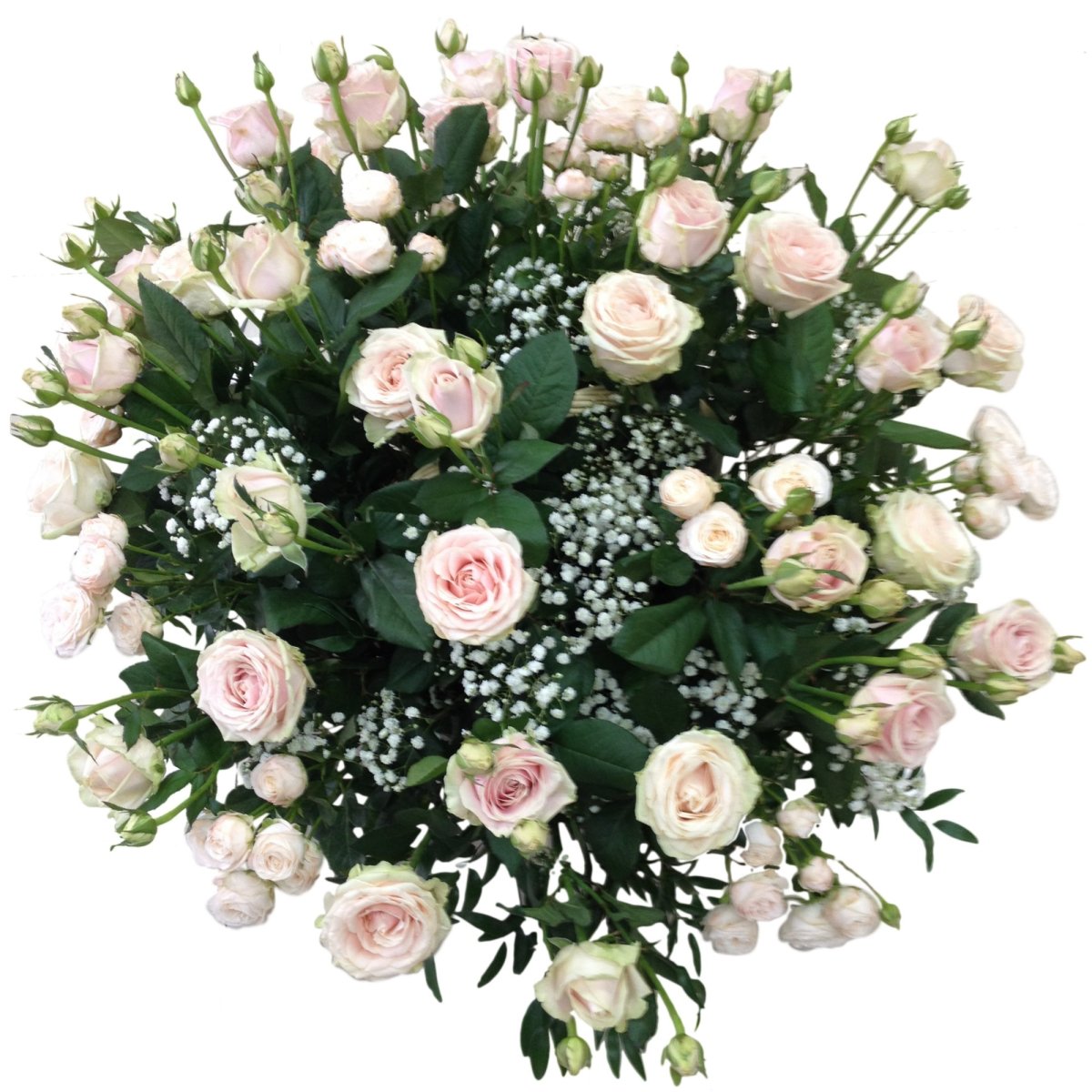 Роза кустовая Одиллия