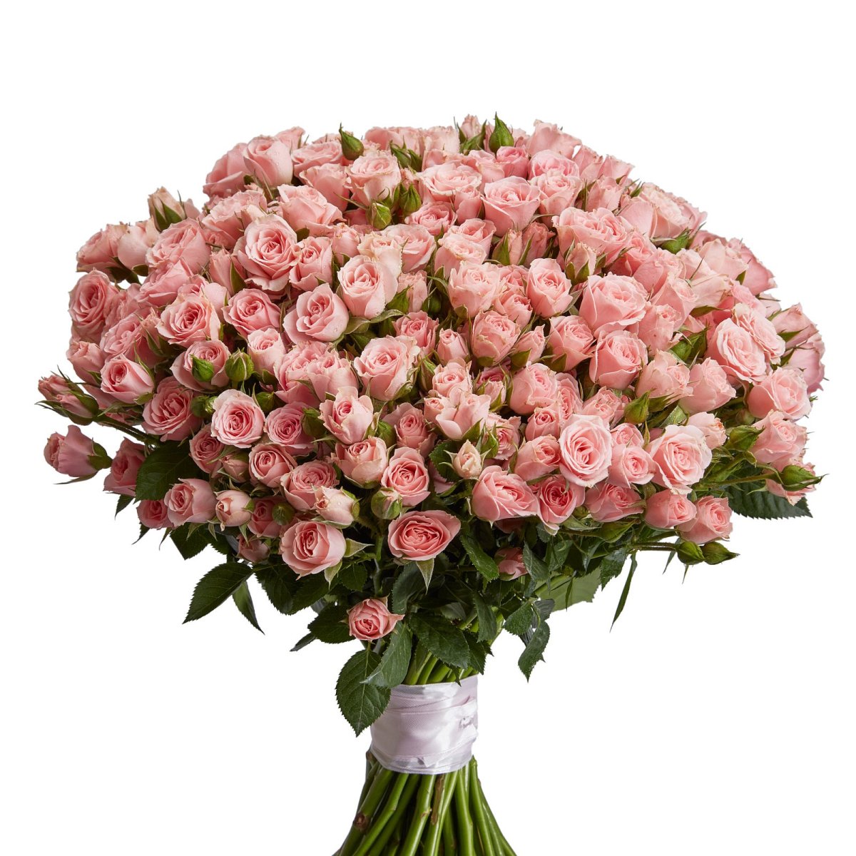 Кустовая роза Свит Сара