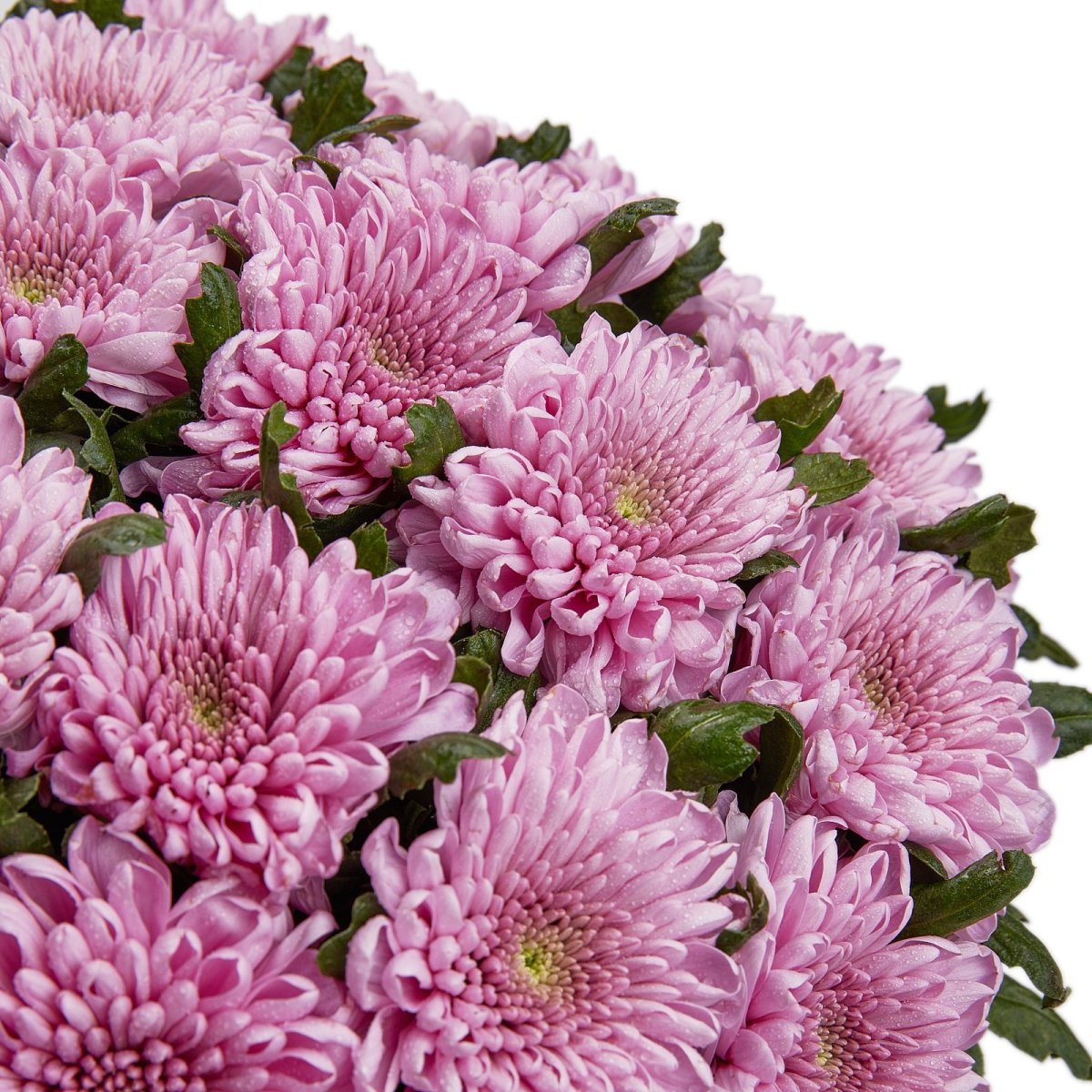 Хризантема Сантини Baykal