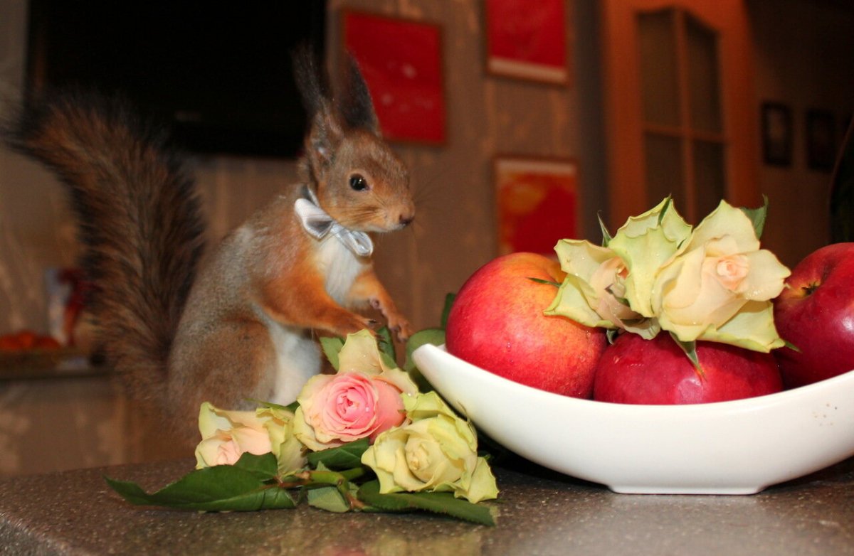 Белка поздравляет