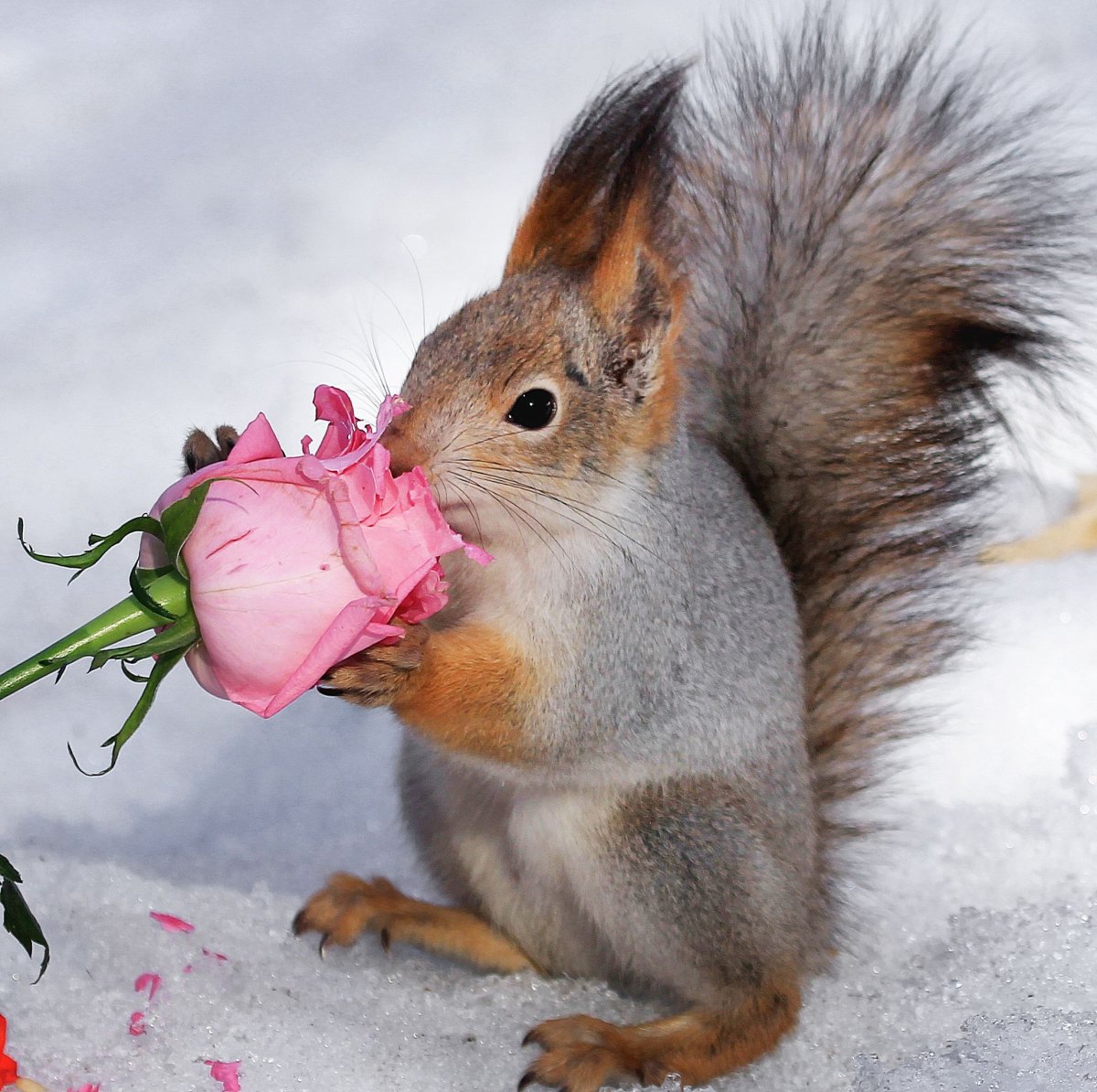 Белка и цветы