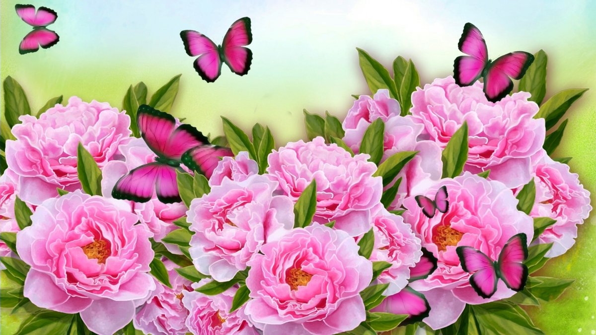 Розовые пионы