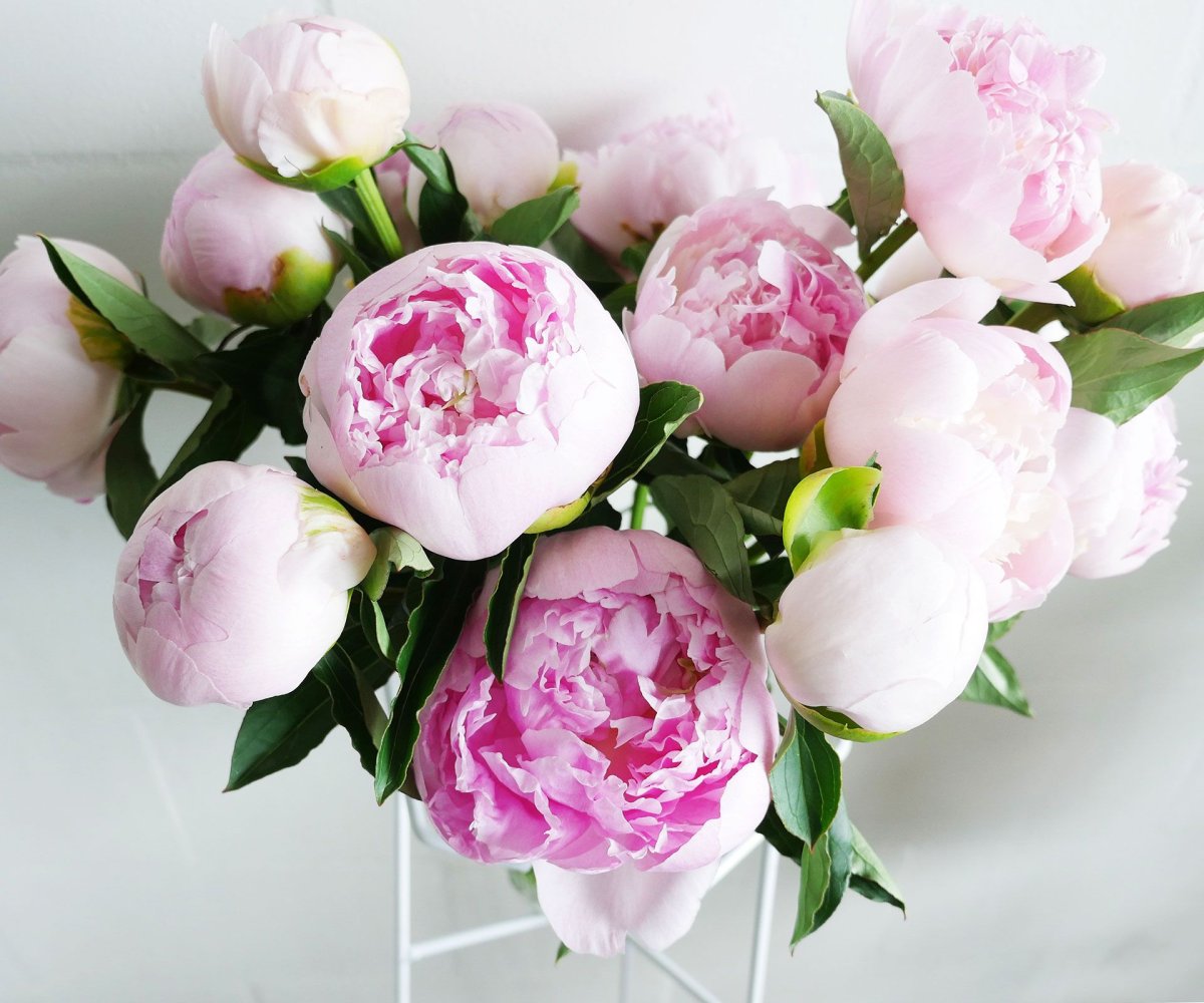 Пион Юбилейшн