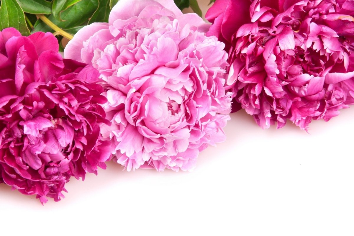 Бривидо пионы