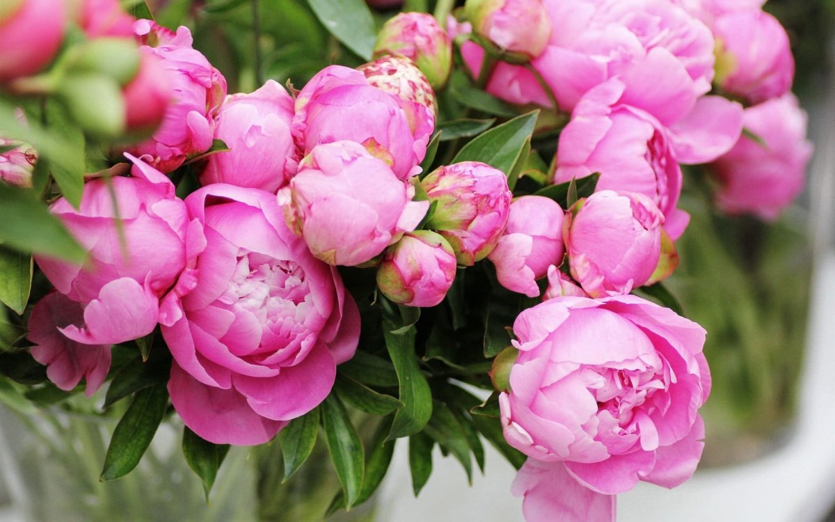 Пиони Пинк (Peony Pink)