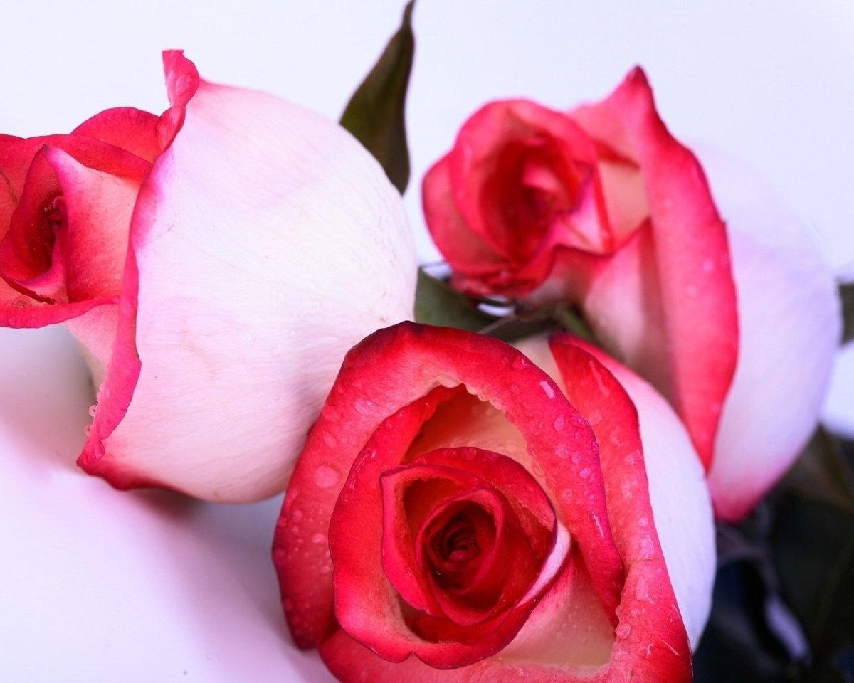 Открытка "любимой сестренке!"