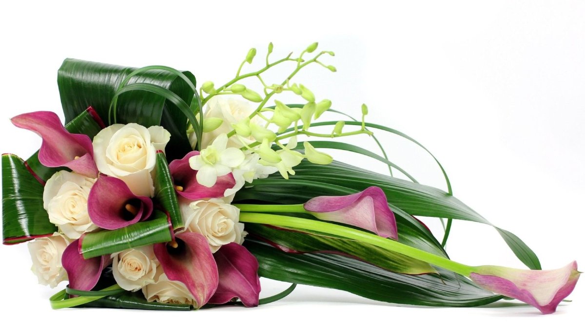 Фрезия (Freesia)