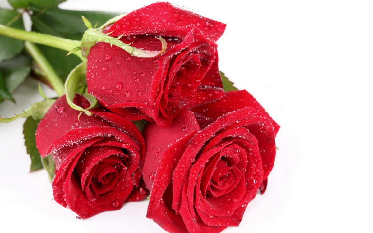 Красивые розы