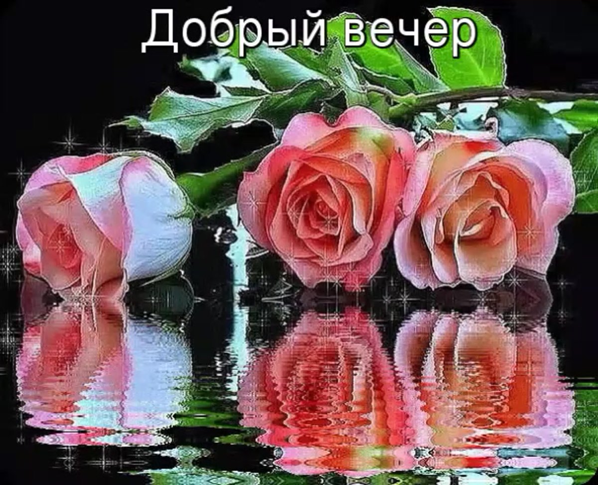 Добрый вечер с розами