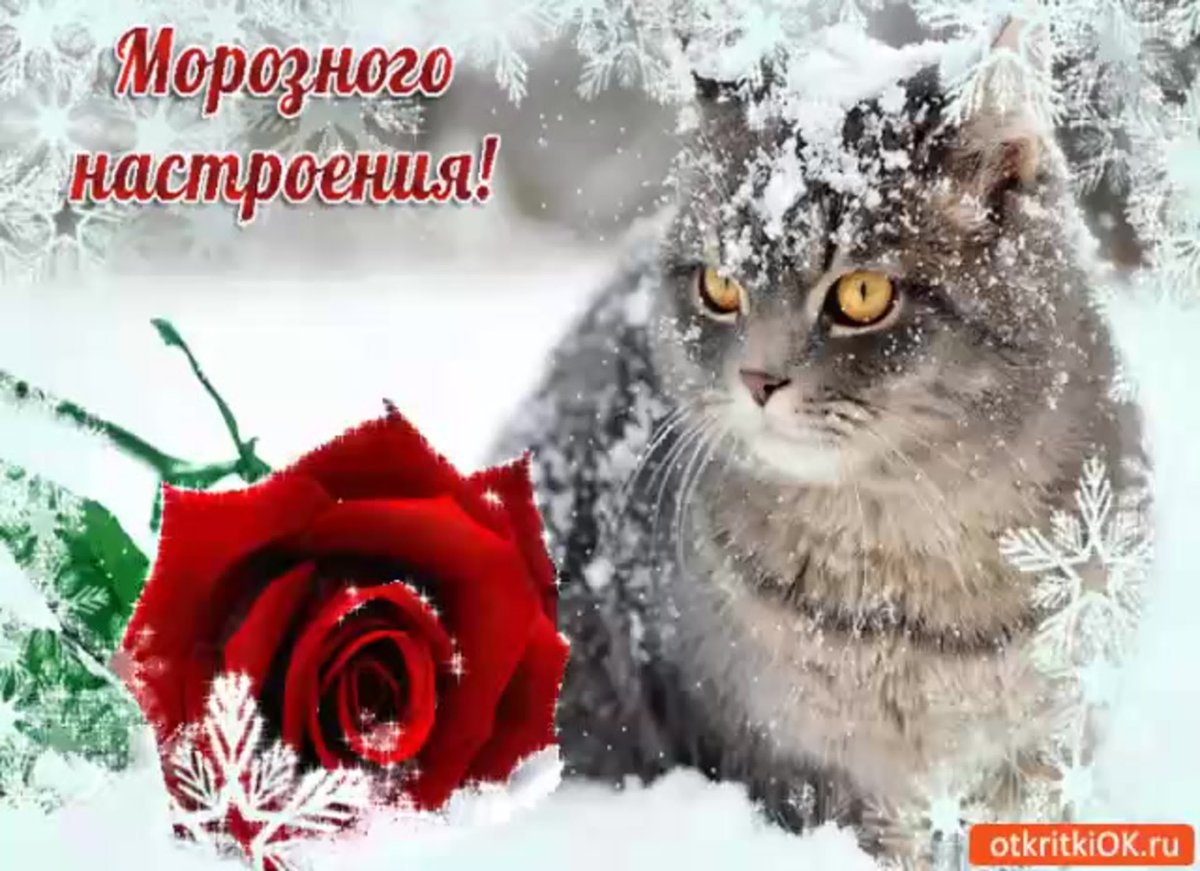 Букет роз на снегу